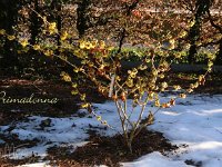 Hamamelis Primadonna 2015 02 07 2996